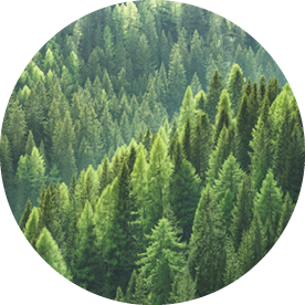 Healthy green trees in a forest of old spruce, fir and pine trees in wilderness of a national park. Sustainable industry, ecosystem and healthy environment concepts and background. 