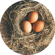 Fresh chicken eggs in hay nest on a rustic wooden background. Top view